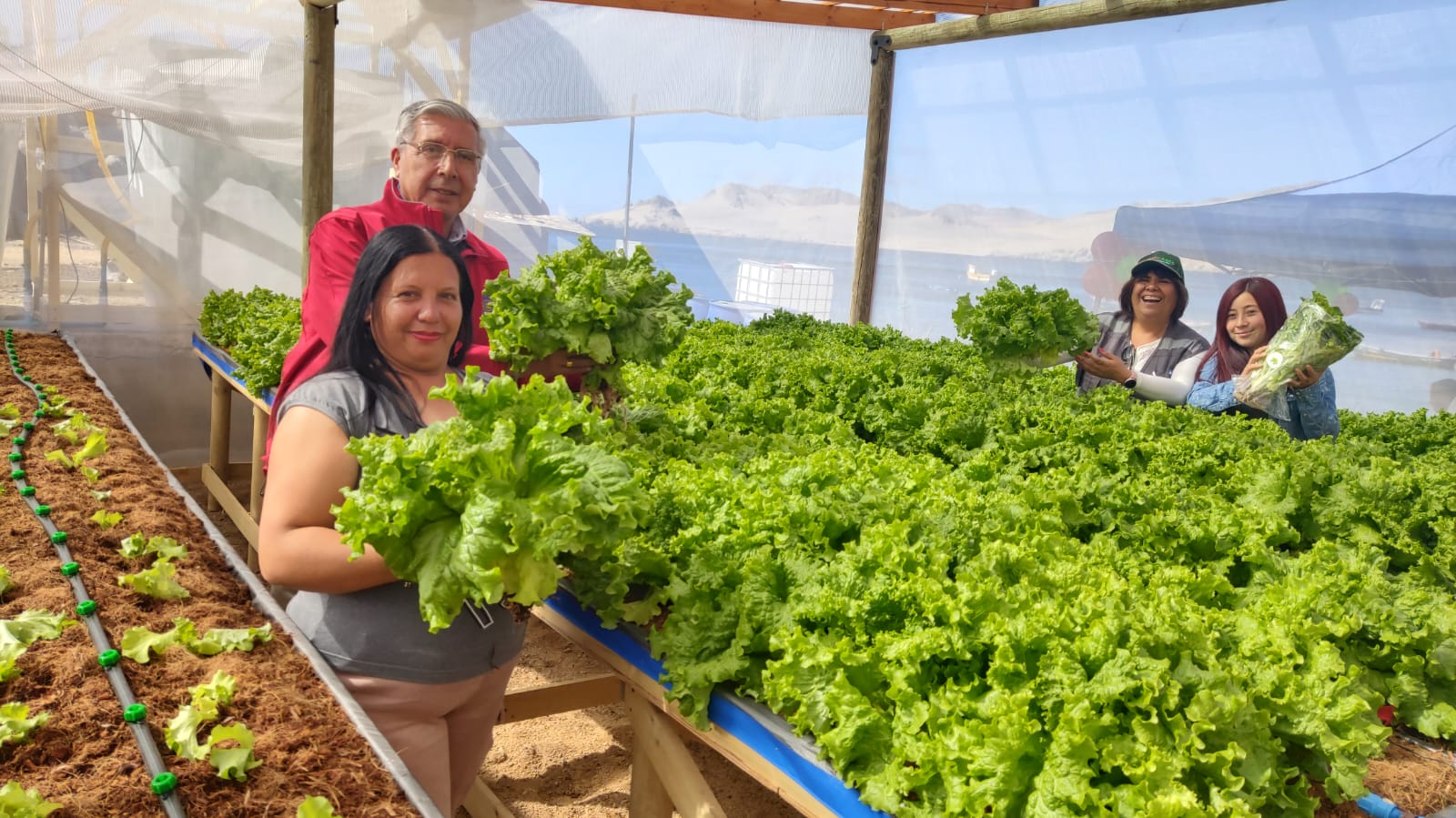 Inauguran inédito centro hidropónico a orillas del mar en caleta Cifuncho