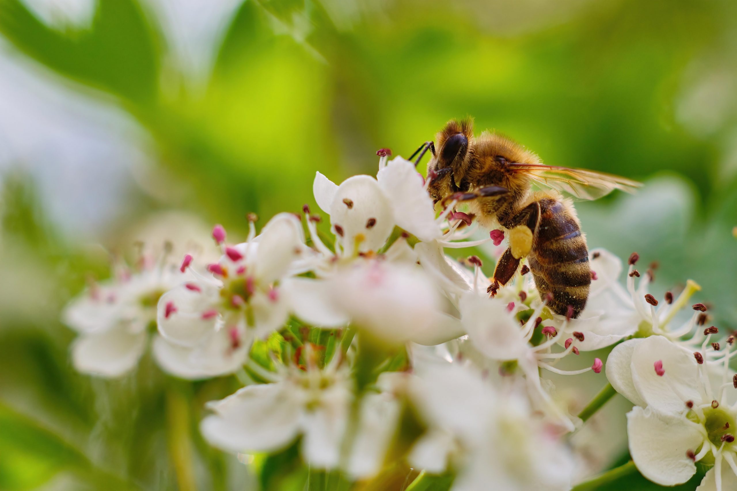 Día Mundial de las Abejas: académica llama a protegerlas y preservarlas en el norte