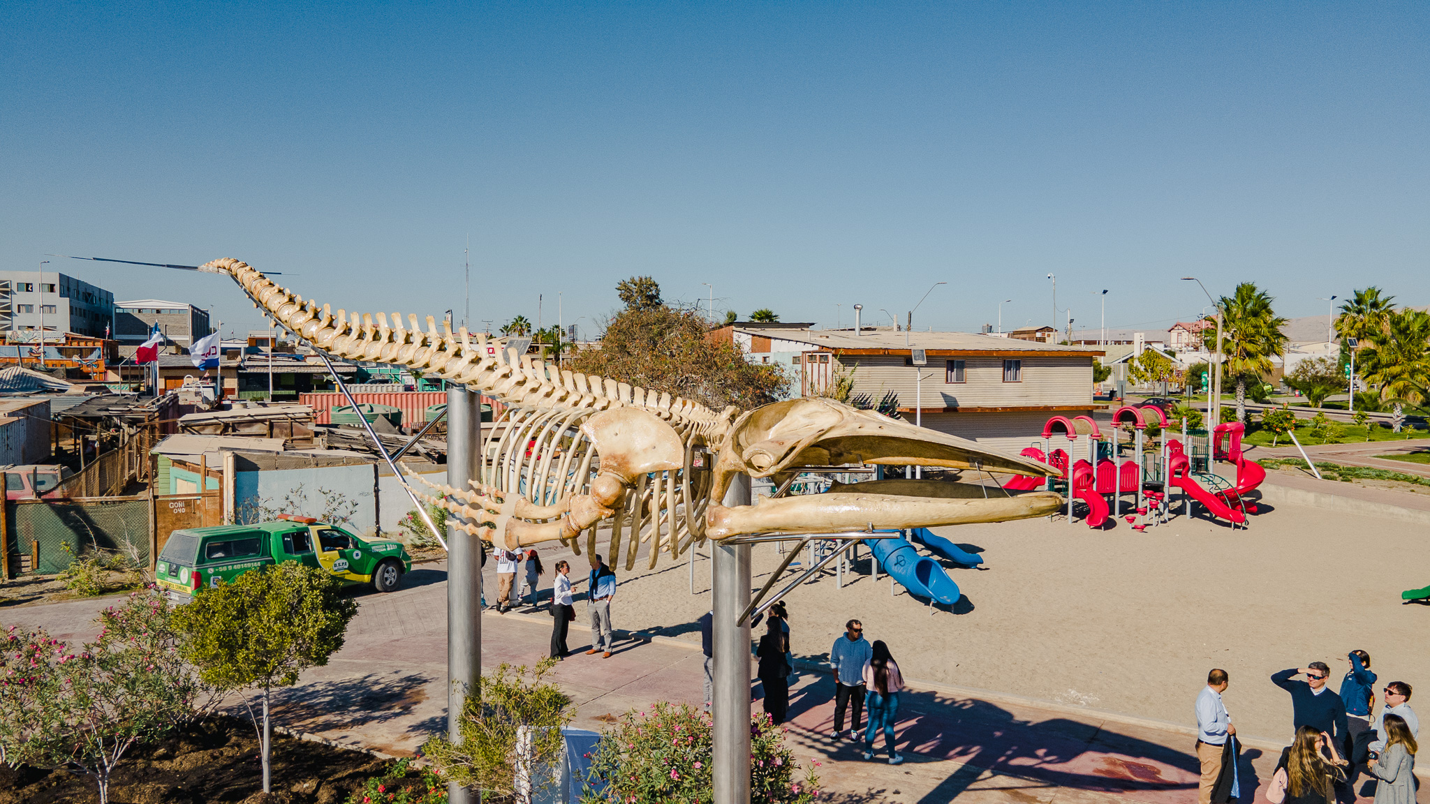 <strong>Inauguran primera exposición de esqueleto de ballena jorobada</strong>