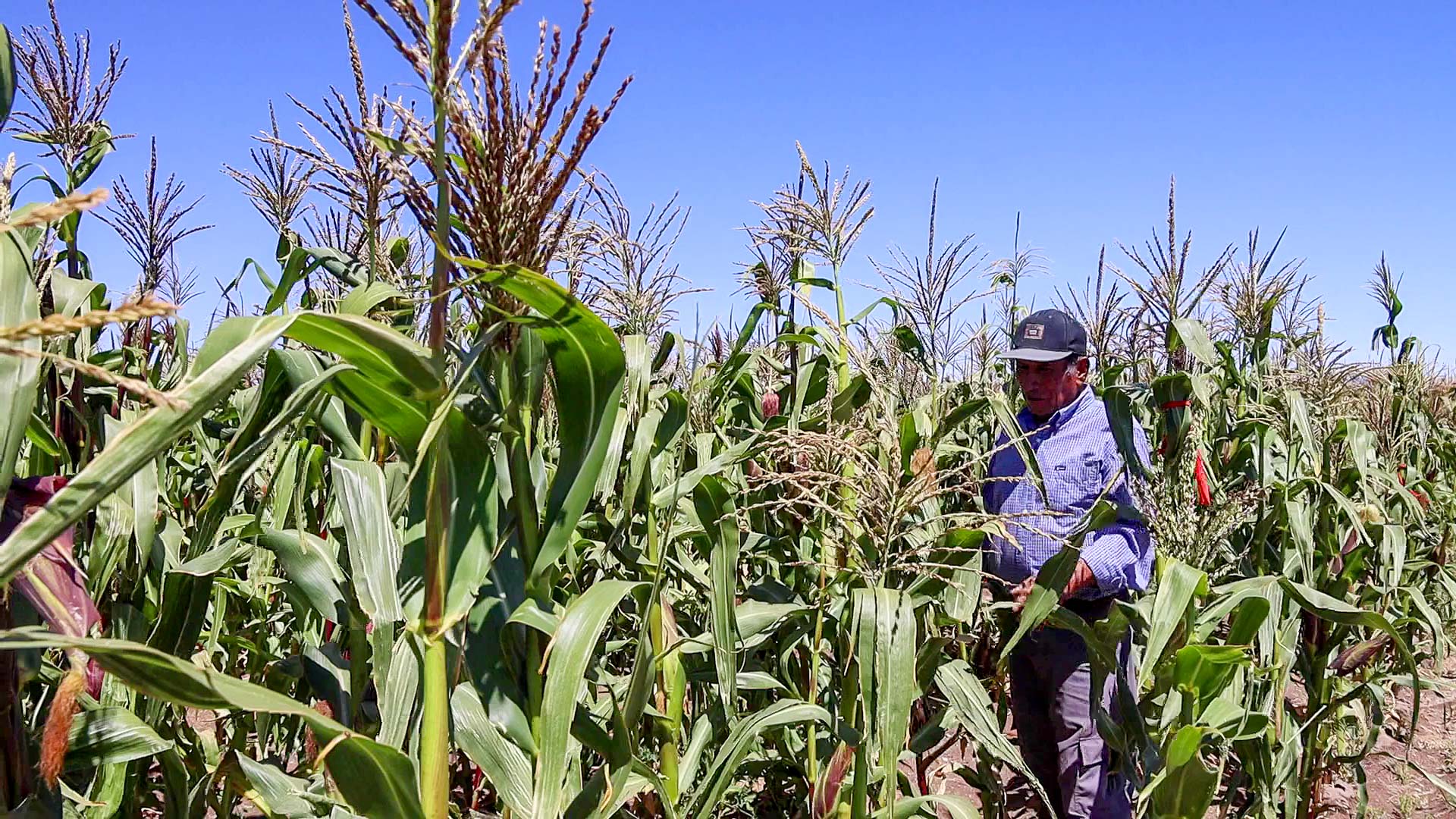 <strong>Agricultores loínos controlan la Mostaza Negra y sacan “buena cosecha” en terrenos que estaban perdidos por la maleza</strong>