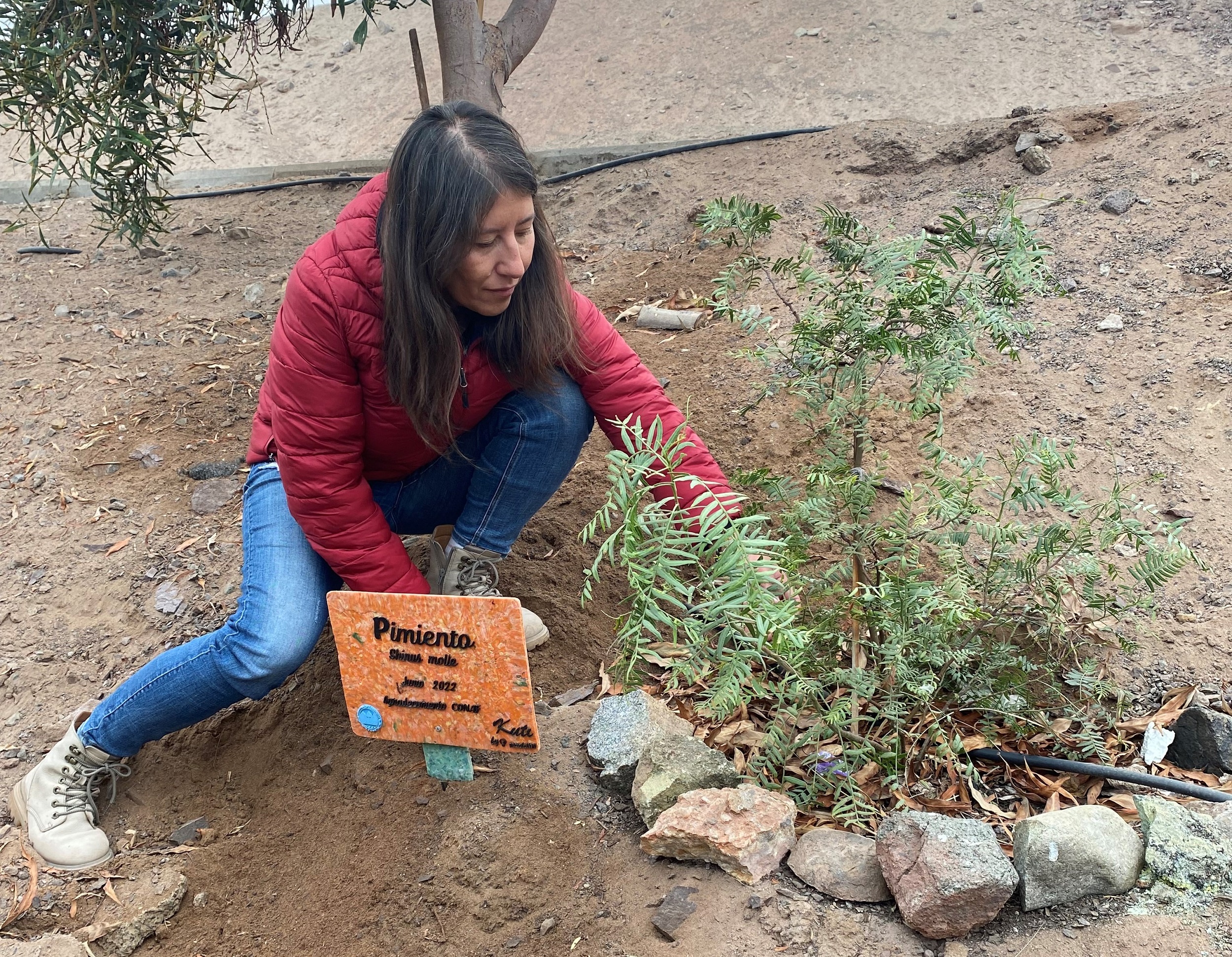 En el Día Mundial del Árbol investigadora llama a proteger especies nativas del norte