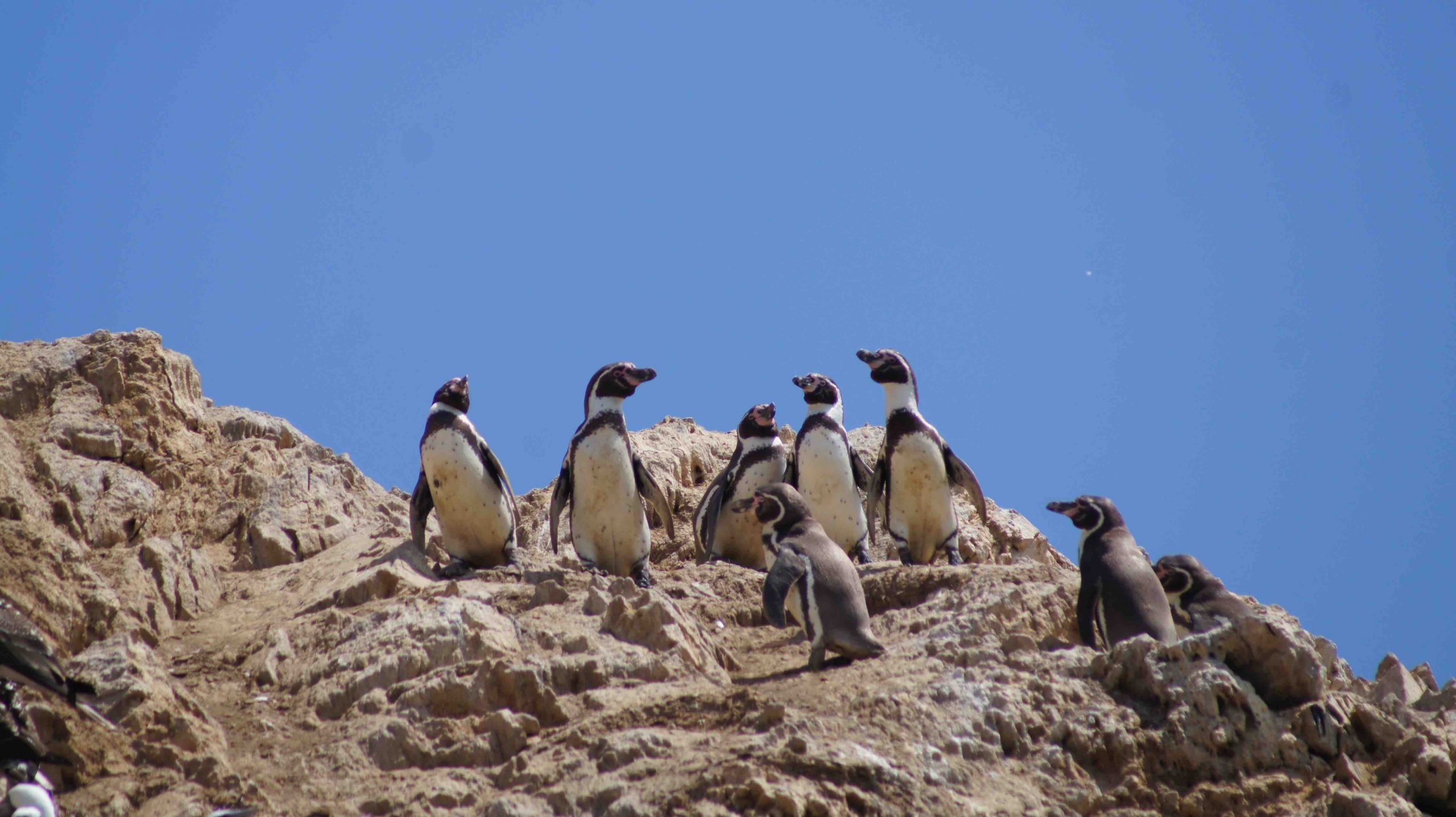 Comienza Festival por la Fauna Nativa y la Biodiversidad