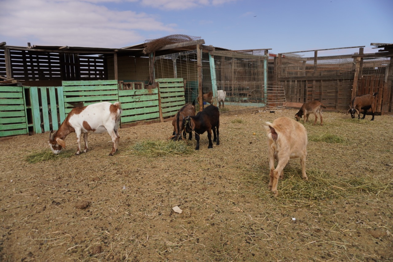 Agricultores buscan diversificar negocio y ser centro de distribución local