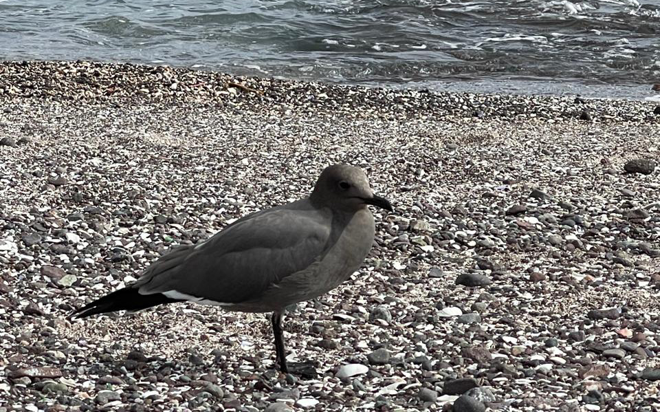 En la víspera del Día Mundial de las Aves Playeras detallan amenazas que las afectan