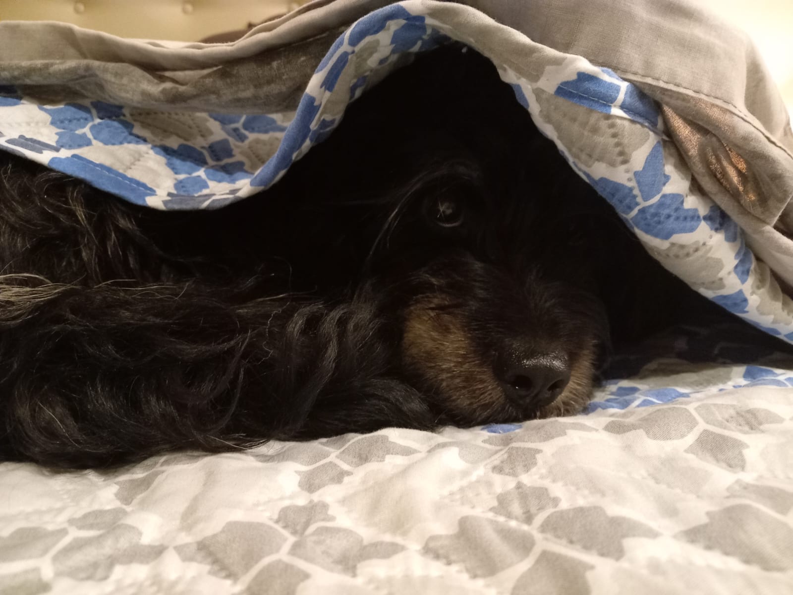 Entregan recomendaciones para cuidar a tus mascotas en fiestas patrias