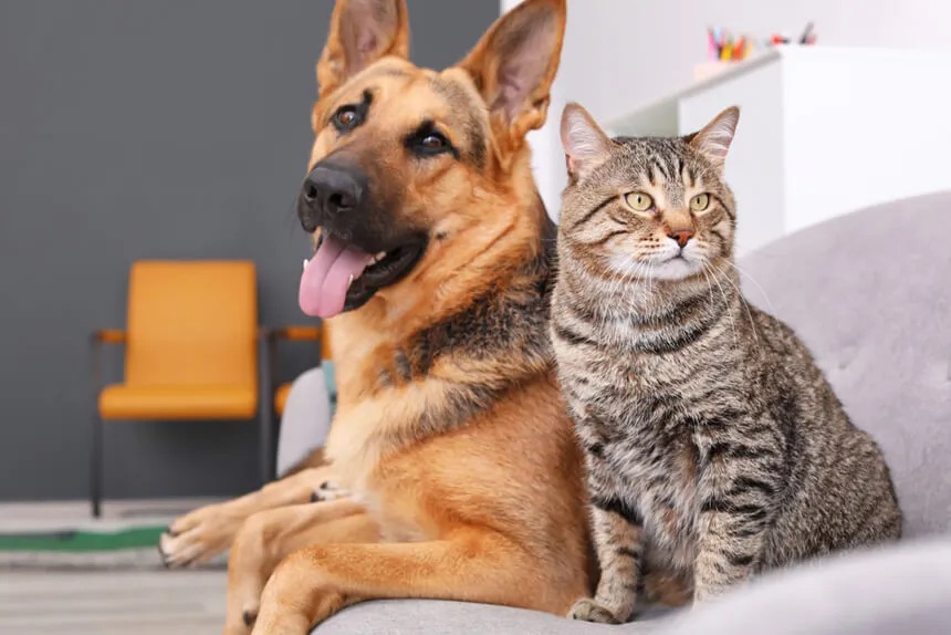 Advierten sobre alimentos de fiestas patrias que pueden dañar a perros y gatos